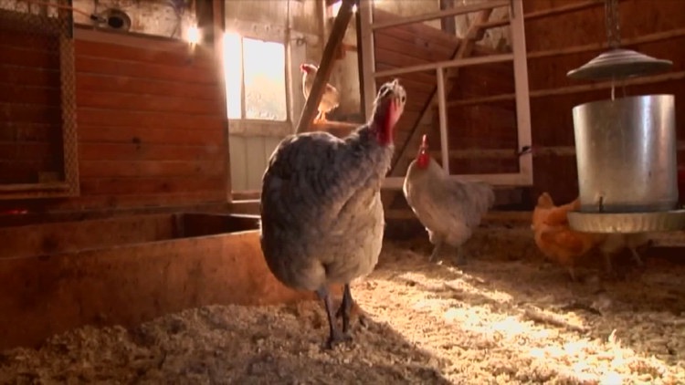 3 Colorado farm workers presumptive positive for avian flu