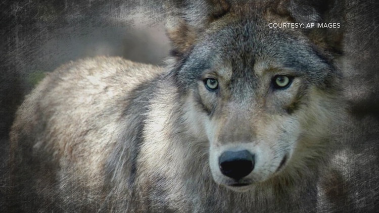 Colorado officials confirm wolf depredation in Jackson County