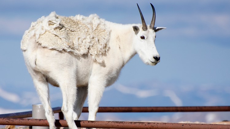 The road to the Mount Evans summit has closed to vehicles for winter