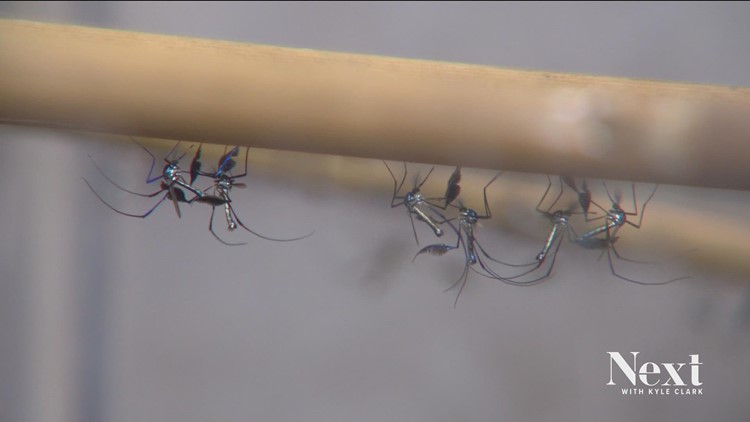 ‘Manusia Nyamuk’ menjelaskan mengapa serangga penghisap darah tertarik ke Colorado akhir-akhir ini