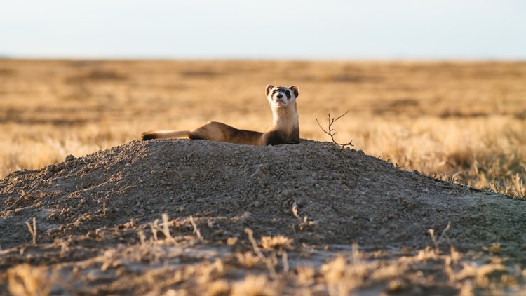 People working to save a Colorado endangered species are fired in recent federal layoffs