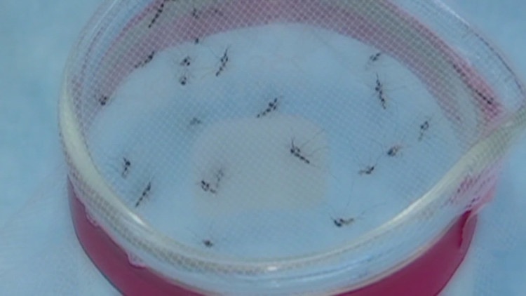 2nd West Nile virus death reported, as cases grow