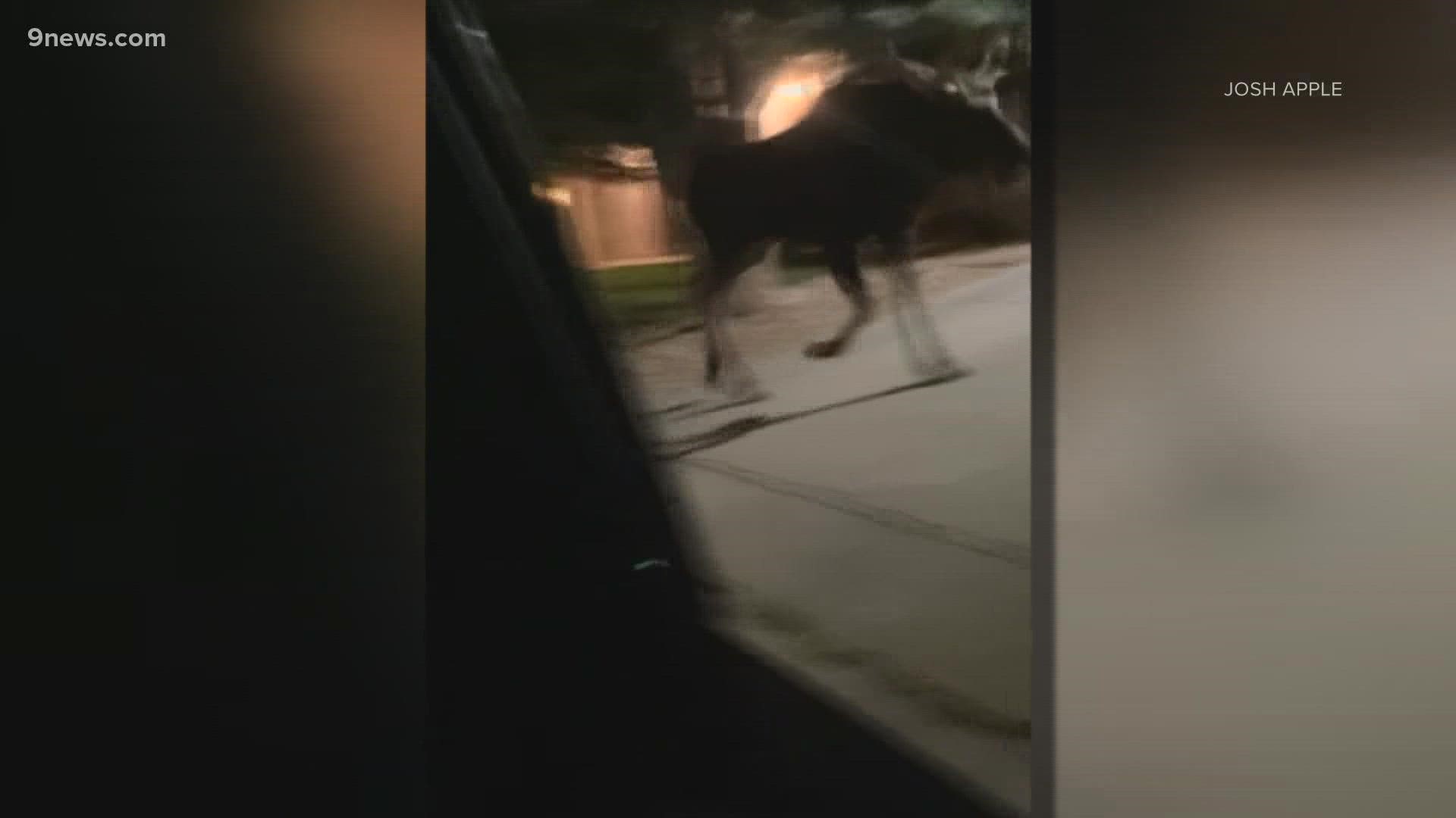 Van Bibber Park was closed Wednesday evening while Colorado Parks and Wildlife officials monitored the moose, which was also spotted in surrounding neighborhoods.