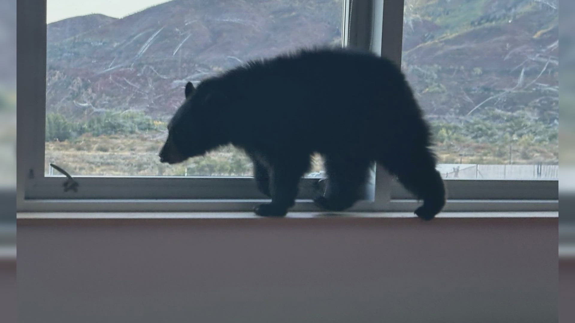 Colorado Parks and Wildlife helped get the curious black bear cub out of the middle school on Monday morning.