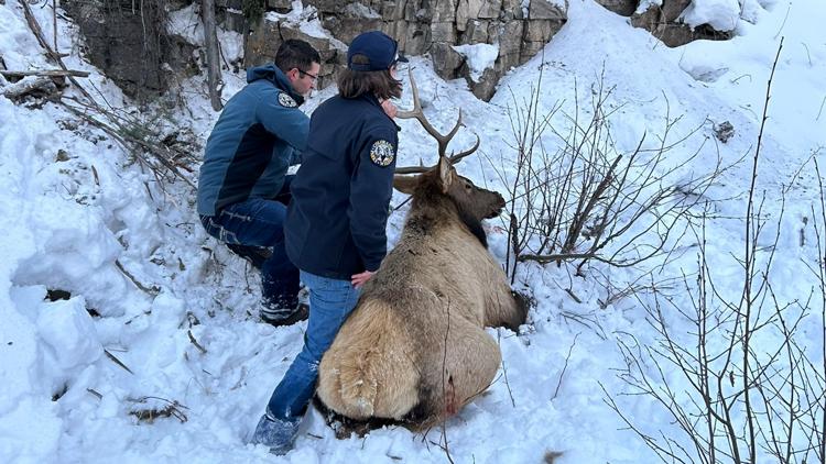 Elk on a shelf: Colorado wildlife officials rescue elk tangled in rope on ice climbing route