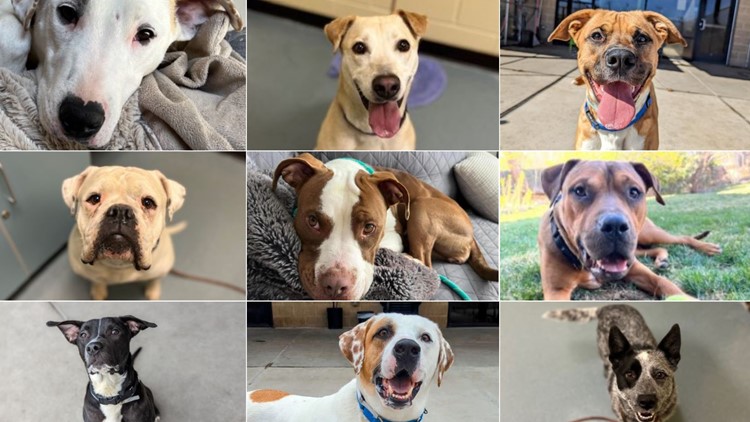 Denver Animal Shelter melihat ‘lonjakan yang mengkhawatirkan’ pada anjing yang menyerah