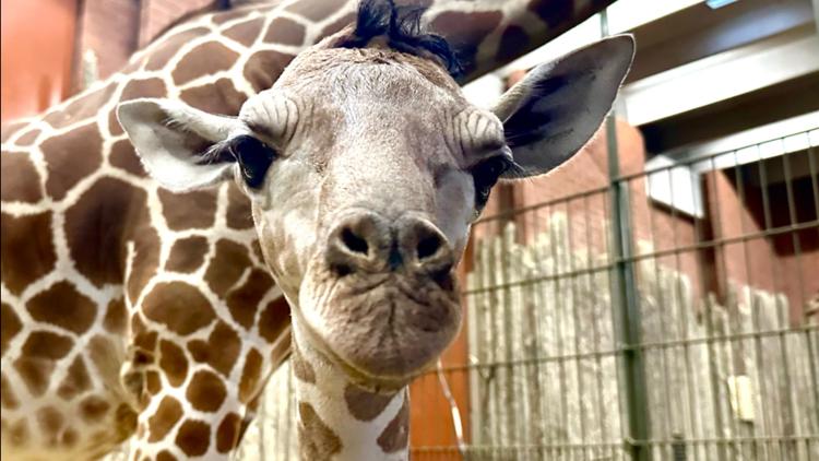 WATCH LIVE: Denver Zoo needs help naming its brand new baby giraffe