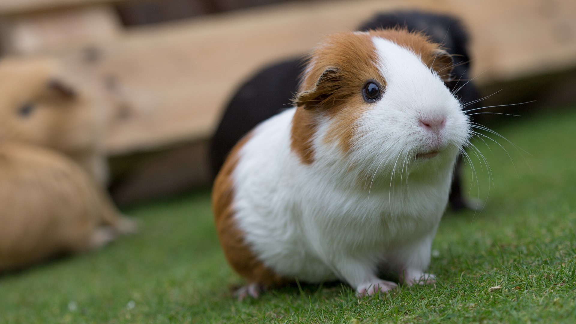 Guinea pig breeder in Lancaster County charged with cruelty