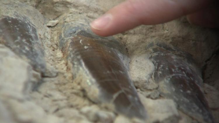 More of teenage T. rex uncovered at Denver Museum of Nature & Science