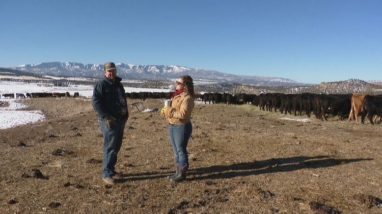 1 month since second wolf release, rancher says state is not prepared