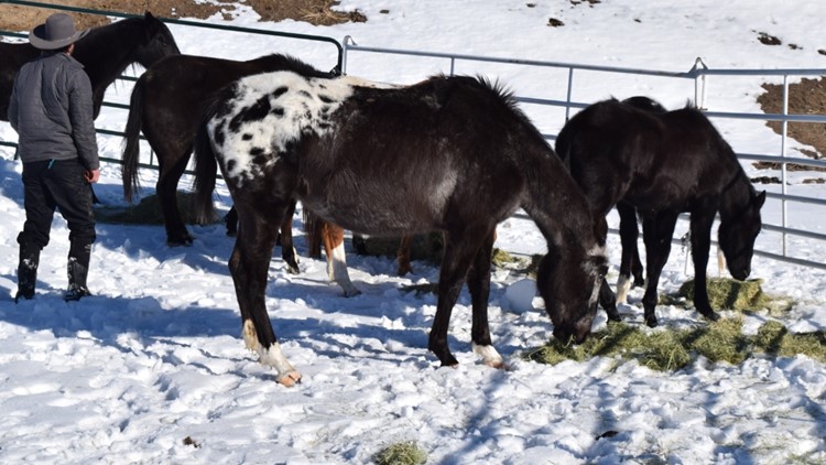 7 horses, llama rescued from Arapahoe County home in animal cruelty investigation, sheriff says