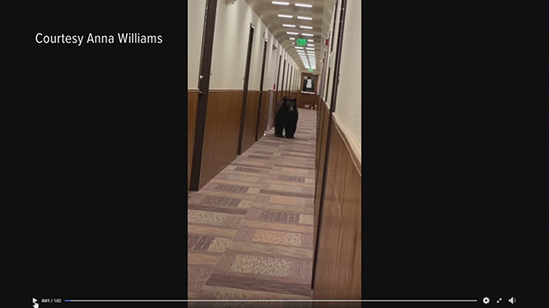 The bear was spotted wandering through a hallway at a lodge at the YMCA of the Rockies in October 2020.