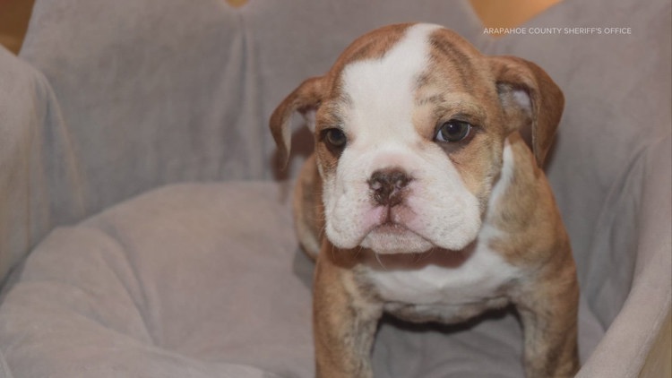 2 more people arrested in bulldog puppy theft