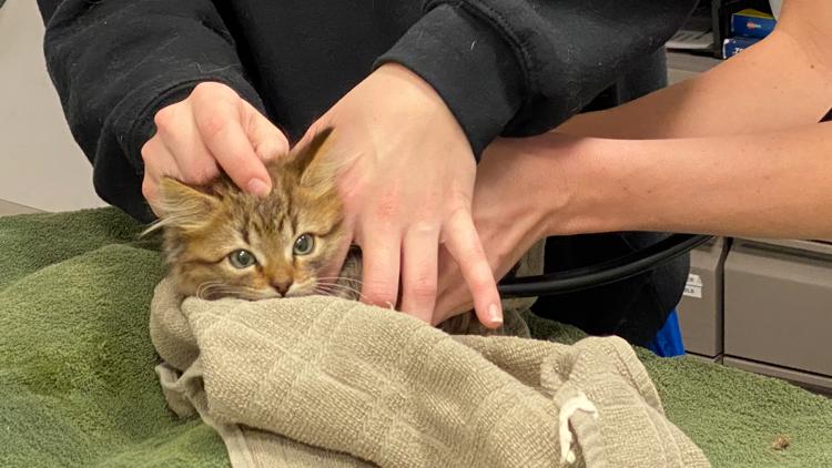 Kitten found frozen to tire saved by Good Samaritan