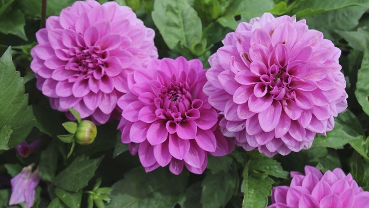 Proctor's Garden: There's still time to save summer bulbs