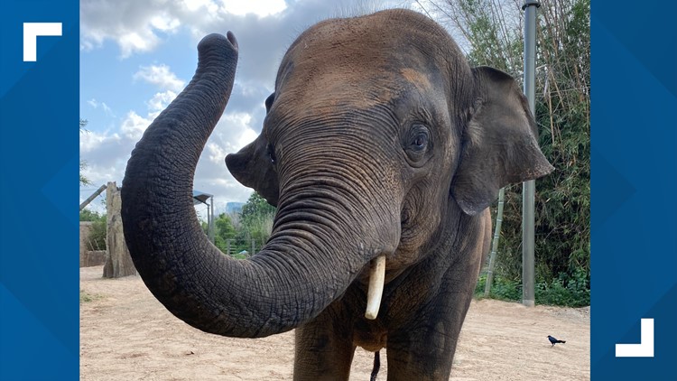 Kebun Binatang Denver memiliki gajah Asia baru yang berasal dari Houston