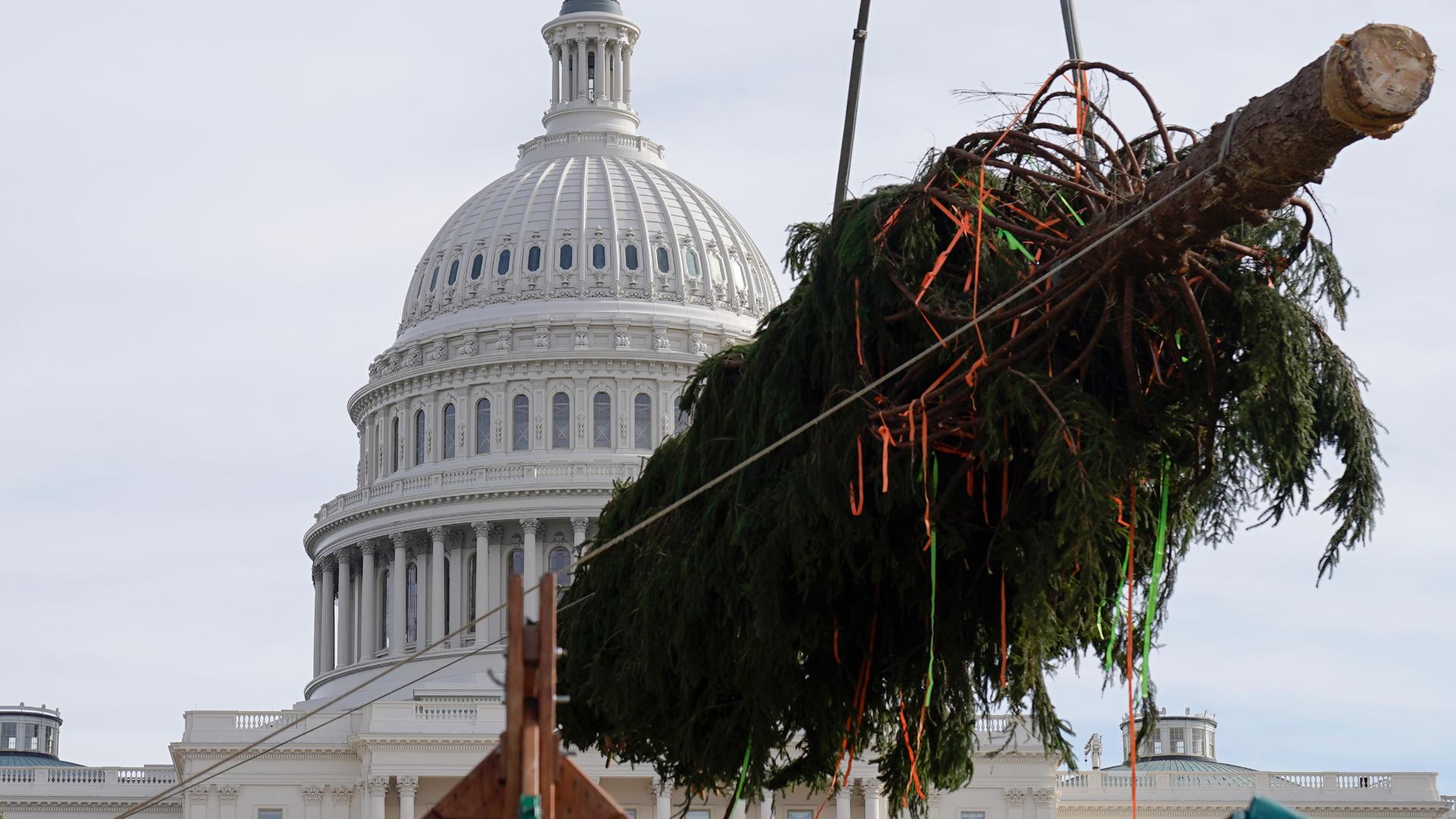 The tree is currently on a 4,000-mile journey from Alaska to Washington D.C.