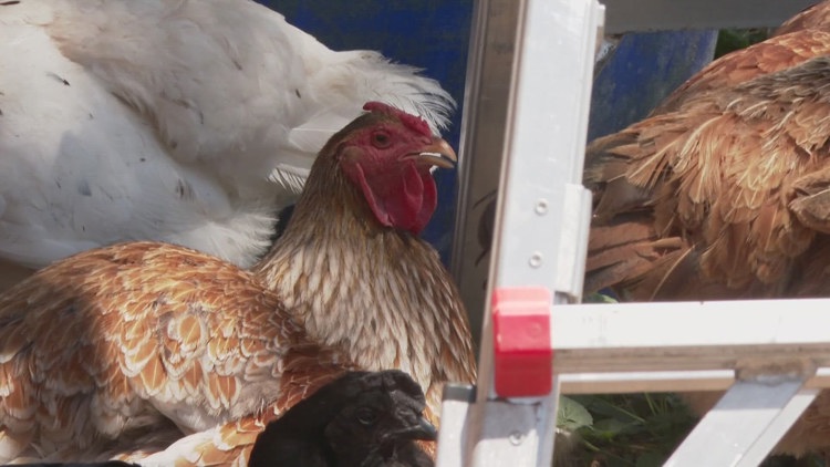 4 cases of avian flu confirmed in Colorado poultry workers