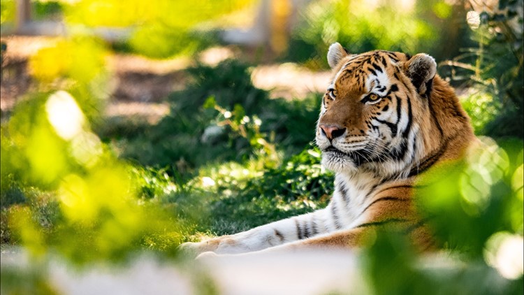 Yuri the tiger passes away at Denver Zoo