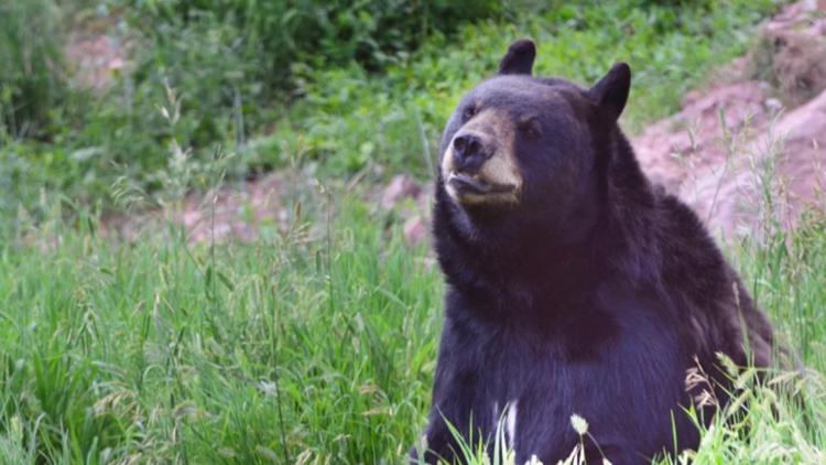 Man survives bear attack in Colorado