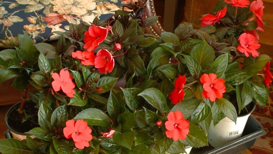 Proctor's Garden: Pinch your plants | wnep.com