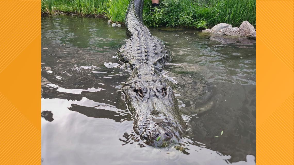 'Happy Gilmore' star Morris the Alligator returns to Colorado gator farm as taxidermy display