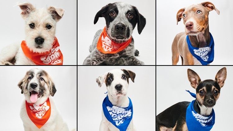 Temui 6 anak anjing Colorado yang berkompetisi di Puppy Bowl 2023