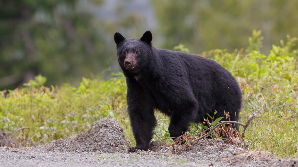 Officials warn of black bear spotted in Dauphin County | fox43.com