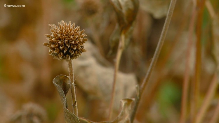 Do's and don'ts of fall garden clean-up