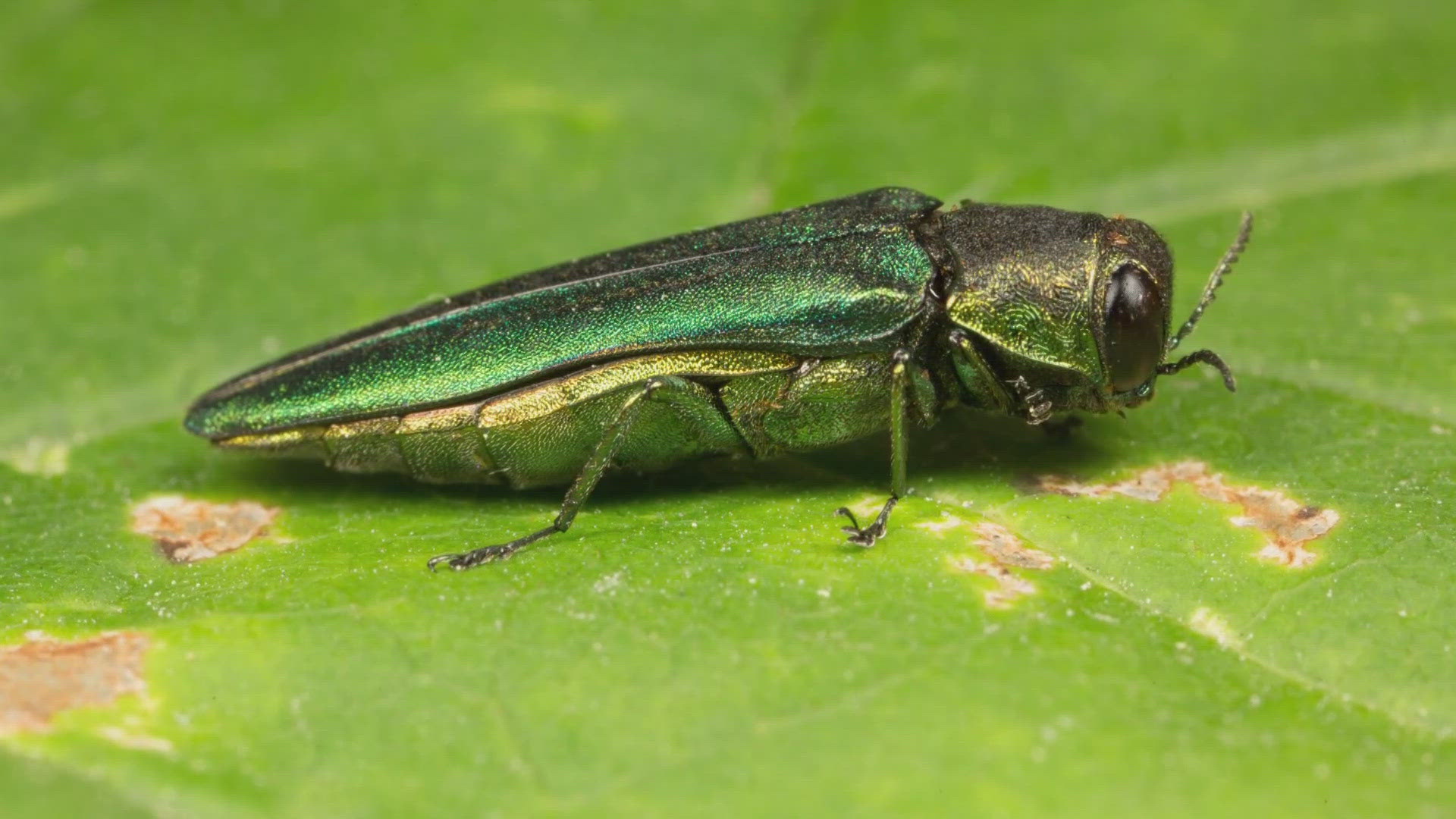 The emerald ash borer was recently located in a declining ash tree in Armstrong. Previously, Emmet County had been the only county in Iowa without a detection.