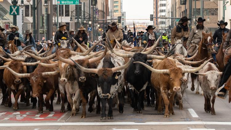 National Western Stock Show parade prepares to march in Denver