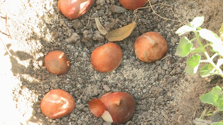 Proctor's Garden: Plant bulbs now