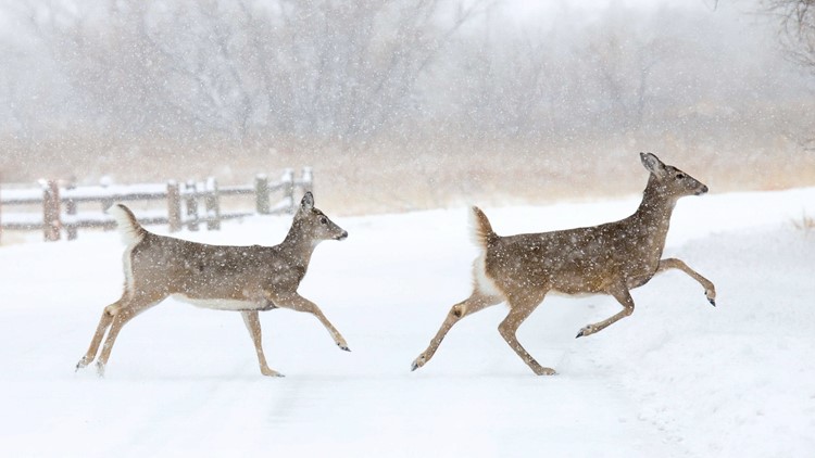 Snow totals: Here's how much snow has fallen in Colorado