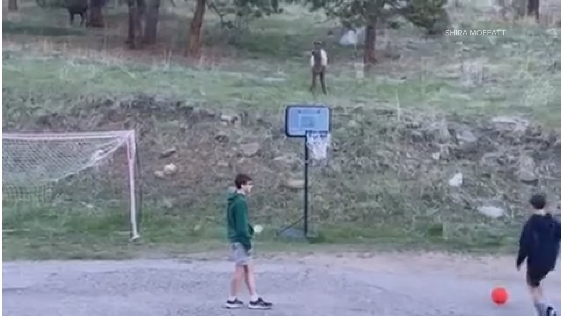 Video shows elk playing soccer with kids in Colorado foothills | fox61.com