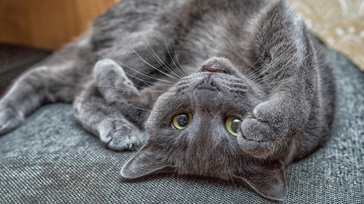 Raw cat food recalled after 2 pets sickened: Here's which products are affected