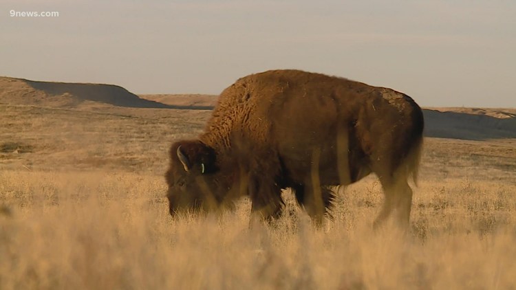 Perut bison (atau, produk akhir yang keluar darinya) dapat memulihkan kesehatan tanah Colorado
