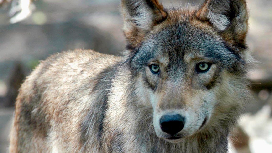 Grey wolf youtube channel clearance