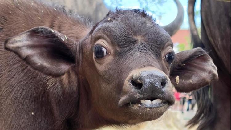 Denver Zoo Conservation Alliance mourns death of Cape buffalo calf Kai