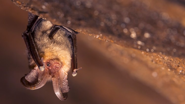 Rabid bat found in Larimer County