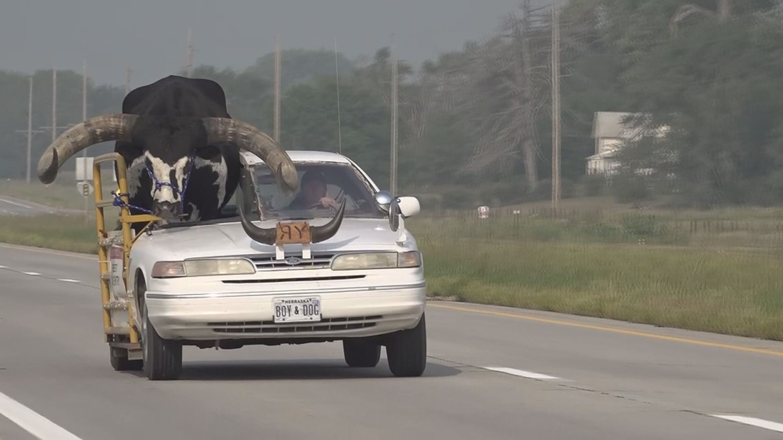 Crown Victoria with bull in passenger seat pulled over