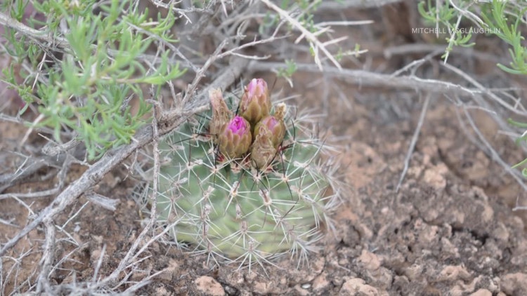 Colorado cactus removed from endangered,  threatened plants list