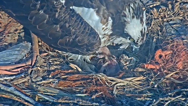 Induk osprey Colorado yang melindungi telur saat hujan es sekarang memiliki anak ayam