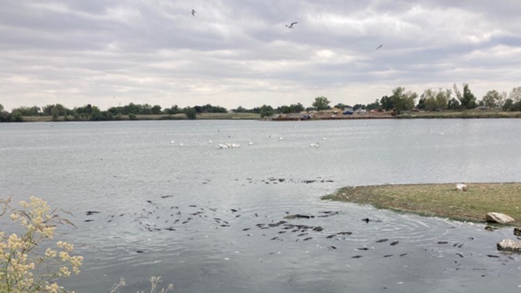 Lack of oxygen leads to fish die-off at Mann-Nyholt Lake in Brighton