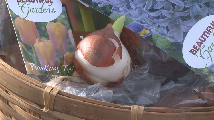 Don't forget to plant spring bulbs