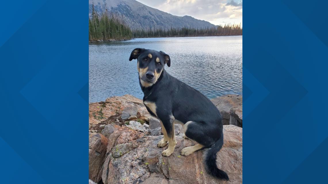 Dog reunited with owner after 5 days lost in Colorado mountains | wthr.com