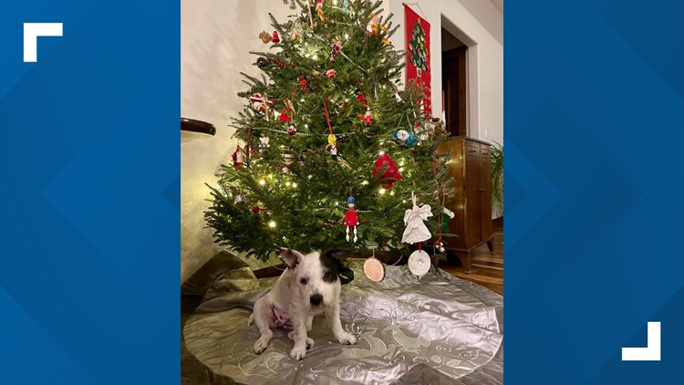 Dog gets new forever home after she was saved from strangling in parking lot