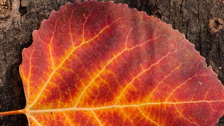 This is why leaves change color in the fall