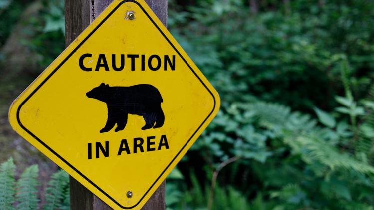 Bear attacks woman in Estes Park home