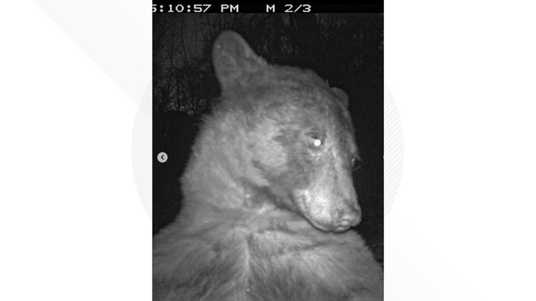 Bear captured on wildlife camera in Colorado smiles, waves