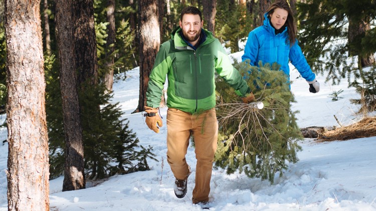 Here's where to cut down your own Christmas tree in Golden